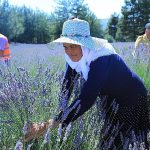 mugla-buyuksehir-koku-vadisinde-lavanta-senligi-duzenliyor.jpg