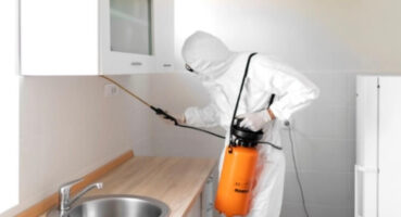 Ramazanda Hamam Böceği Artışı: Neden Daha Fazla Görüyoruz?