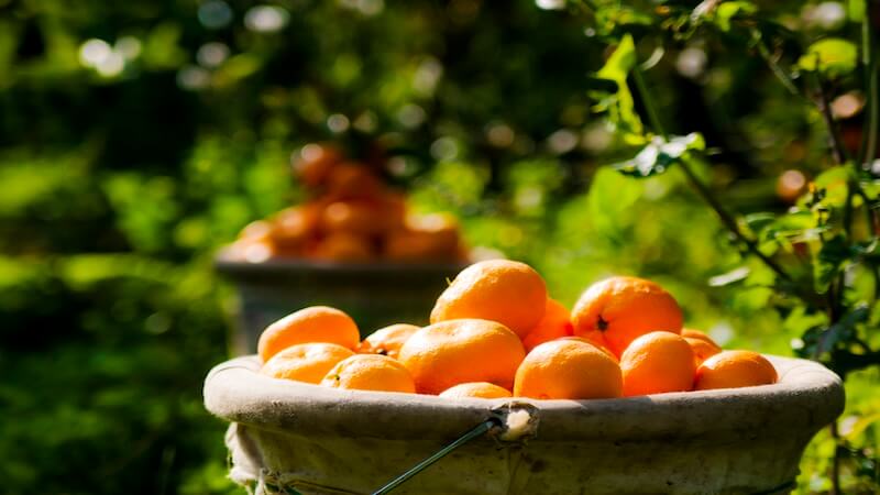 Ege Bölgesi Narenciye Rekoltesinde Sert Düşüş: Üretim Yüzde 34 Azaldı